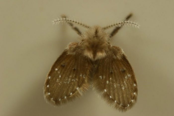 화장실 벽에 붙어 있기만 하는 나방파리. (사진=두산백과)