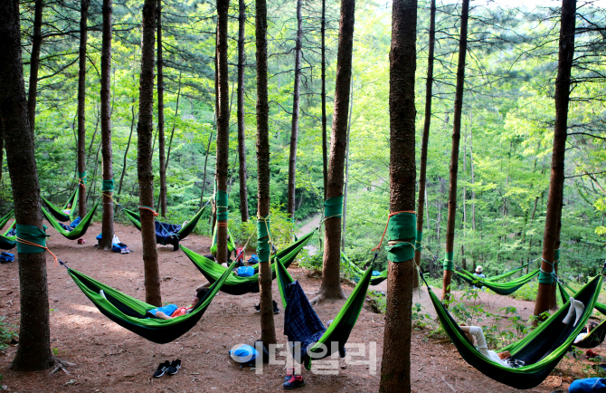 국립산림치유원 프로그램 중 하나인 마실치유숲길 트레킹의 하이라이트인 해먹 체험.