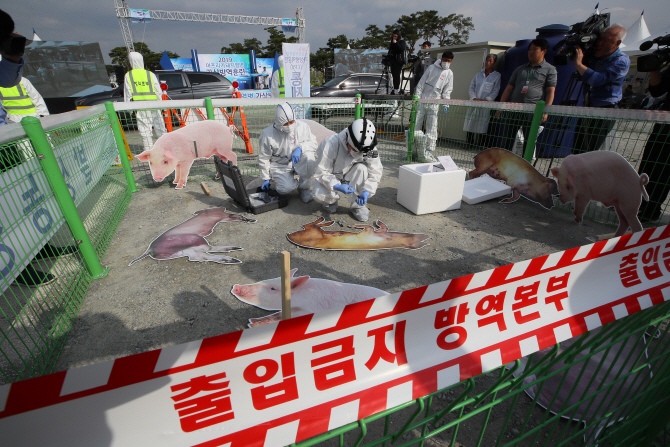 아프리카돼지열병(ASF) 가상방역훈련에서 가축방역관이 간이 검사와 시료채취 훈련을 하고 있다. 연합뉴스 제공