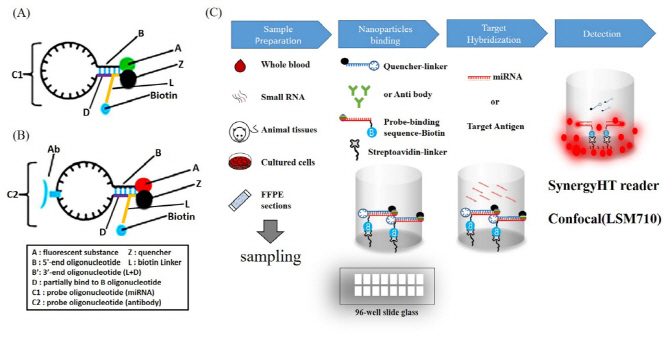 형광 나노 입자 키트의 개발 원리 및 나노 입자의 적용 방법. 과기정통부 제공