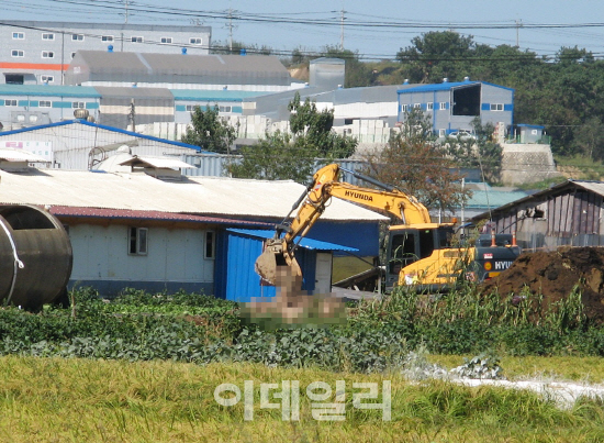 용역업체 직원들이 24일 아프리카돼지열병 확진 판정을 받은 김포 통진읍 가현리 A씨 농가에서 돼지를 살처분하고 있다. (사진 = 이종일 기자)