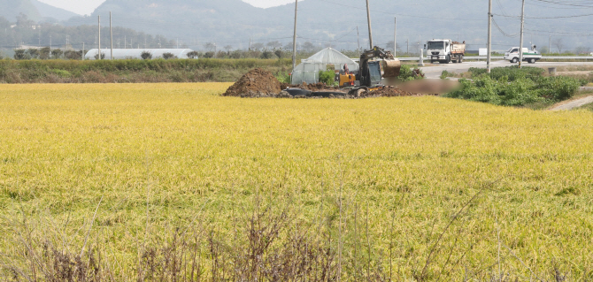인천시 강화군 붙은면 지역에서 아프리카돼지열병(ASF) 예방적 살처분과 매립을 진행하고 있다. 뉴시스 제공