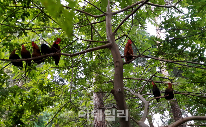 전남 순천의 서순천가든에서는 토종닭을 직접 키우기 때문에 주문과 동시에 신선한 닭고기를 손님 상에 올릴 수 있다.