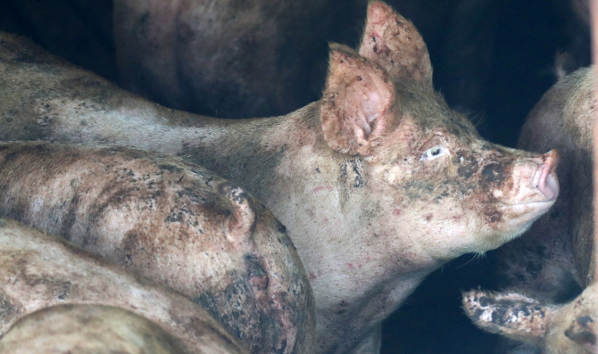 경기지역 양돈 농가 곳곳에 아프리카돼지열병(ASF) 확진 판정이 이어져 전국 일시이동중지명령(스탠드스틸)이 연장 발효 중인 26일 오후 강원 춘천시 한 양돈 농장에서 돼지들이 서로 몸을 부대끼고 있다. (사진=연합뉴스)