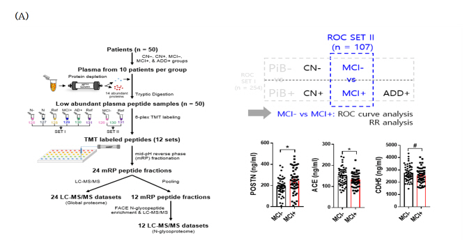 (A) 단백질체학 기반 혈중 바이오마커의 후보물질 발견 및 효소 면역 침강법을 통한 후보 물질의 검증. 경도 인지장애 (Mild cognitive impairment, MCI) 내에서 뇌 속 베타-아밀로이드 축적 여부 (MCI- or MCI+)에 따른 혈중 단백질 농도가 차이남을 발견함. 그림=과기정통부.