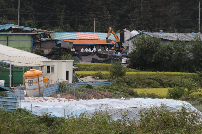 아프리카돼지열병(ASF)이 발생한 경기도 파주시 파평면의 한 돼지농장에서 살처분 작업을 진행하고 있다. 연합뉴스 제공