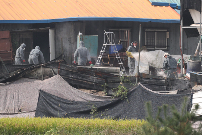 4일 아프리카돼지열병(ASF)이 발생한 경기도 파주시 양돈농가에서 방역당국이 살처분 작업 후 생석회를 뿌리고 있다. 연합뉴스 제공