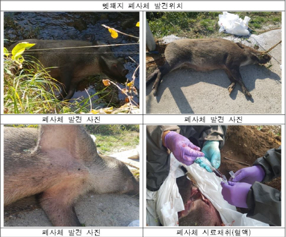 11일 경기도 연천군 왕징면에서 발견된 멧돼지 폐사체(자료=환경부 제공)