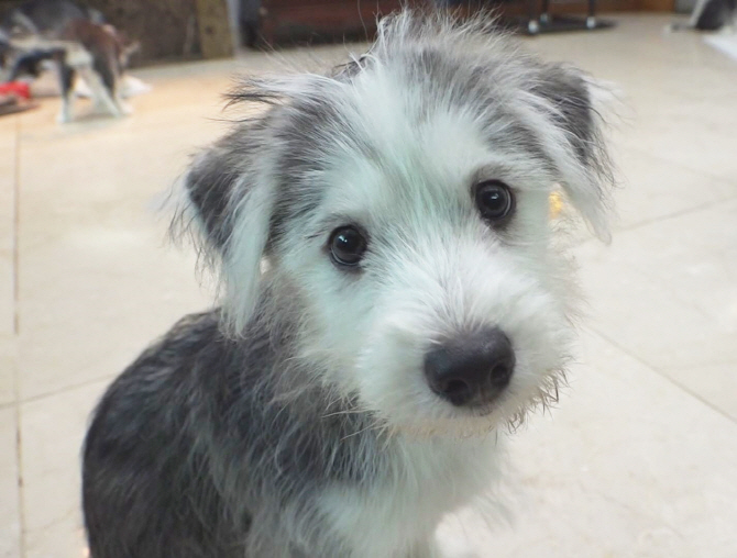 ‘TV 동물농장’. 사진= SBS ‘TV 동물농장’