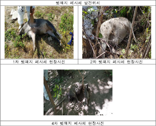 지난해 10월 11일 강원도 철원군 원남면에서 발견된 멧돼지 폐사체(자료=환경부 제공)
