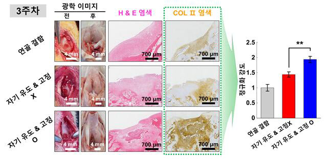 줄기세포 탑재 마이크로로봇을 이용한 토끼 무릎 연골 재생 모습.