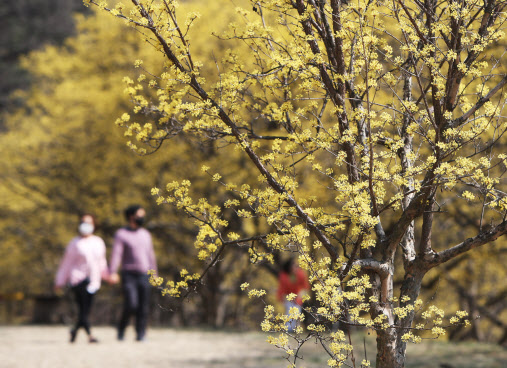 23일 경기도 이천시 백사면 산수유마을을 찾은 시민들이 활짝 핀 산수유꽃을 감상하고 있다.(사진=연합뉴스)