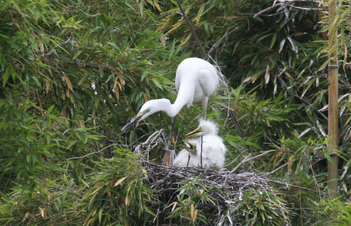2일 경북 포항시 북구 기계면 한 숲에서 중대백로가 둥지를 고쳐 짓고 있다.(사진=연합뉴스)
