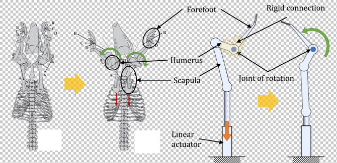 휴머럴 노테이션의 생물학적 구조 및 앞발의 생체모방 설계