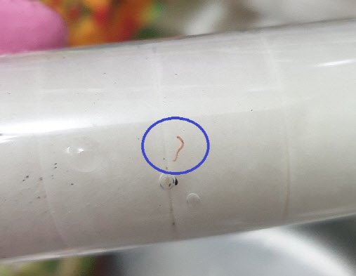 인천 서구 당하동 빌라에 거주한다는 한 주민이 검암맘 카페에 게재한 수돗물 필터 안 벌레 유충 사진. (출처 = 검암맘 카페)