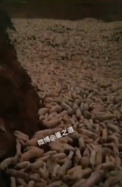 중국에서 아프리카돼지열병에 걸린 돼지를 생매장해 살처분하는 영상이 소셜미디어(SNS)를 통해 확산되고 있다. /트위터