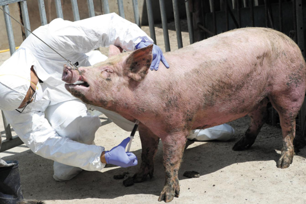 양돈 농장에서 돼지에게 예방접종을 하는 모습. /조선DB