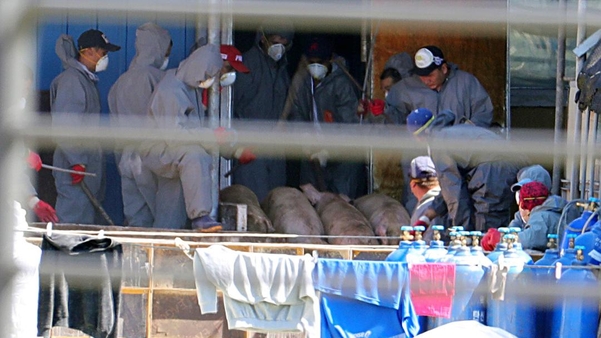 지난 24일 오후 경기 파주에서 살처분 중인 돼지들. /뉴시스