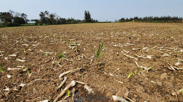지난 1일 제주 서귀포시 대정읍 신평리의 800평 규모 마늘 밭 모습. 수확도 하기 전에 트랙터로 밀어버려 마늘 잔해만 가득하다./안상현 기자