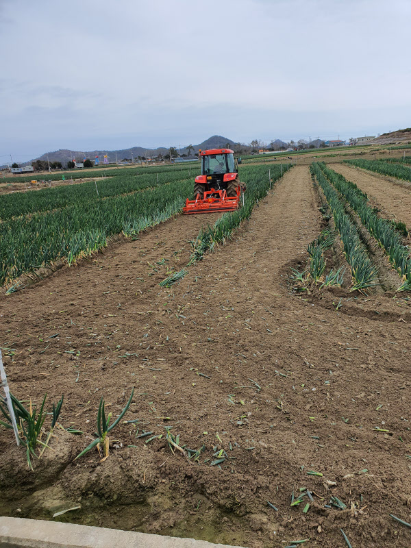 지난 2월 24일 전남 신안군 임자면에서 트랙터가 대파 밭을 밀어버리고 있는 모습/임자농협
