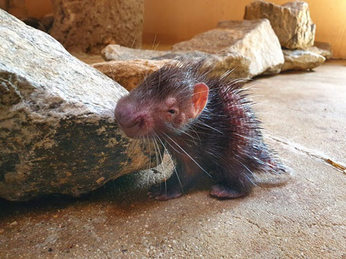 지난 4월 서울대공원 야행관에서 태어난 새끼 산미치광이의 출산 직후 모습. 짧긴 해도 등에 빳빳한 가시가 보인다. /서울대공원 제공