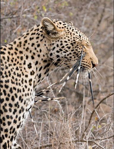 아프리카의 한 국립공원에서 산미치광이를 잡아먹으려던 표범이 되려 얼굴에 곳곳에 가시가 박히는 공격을 당하고 고통스러워하고 있다. /와일드카드홈페이지(www.wildcard.co.za)캡처