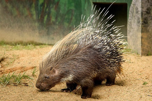 포큐파인 또는 호저라고도 불리는 산미치광이. 최대 35센티미터까지 자라는 가시가 든든한 무기가 돼준다. /서울대공원 제공