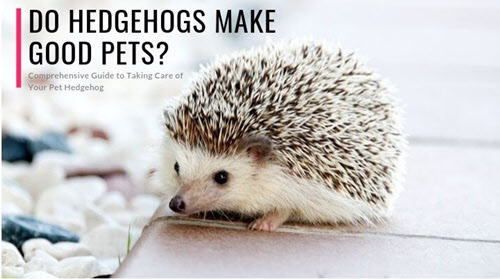 산미치광이와 종종 혼동되는 고슴도치. 작고 귀여운 생김새때문에 애완동물로도 인기가 높다.  /세이헤지호그닷컴 홈페이지(www.sayhedgehog.com) 캡처