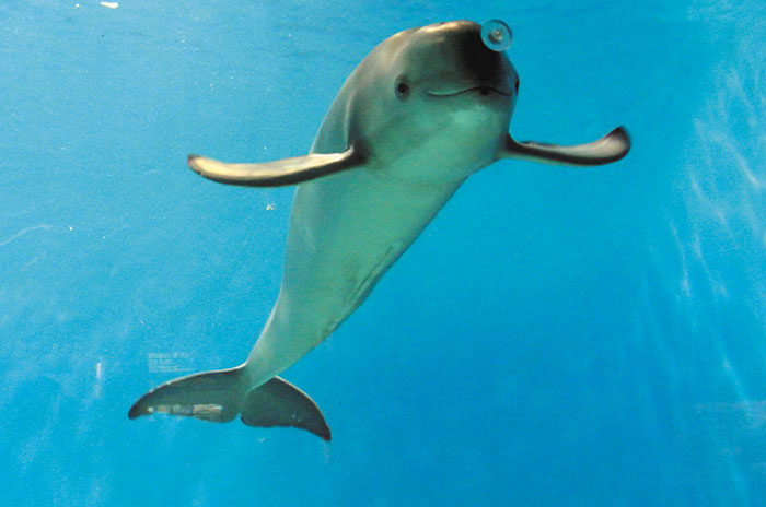 상괭이/부산 아쿠아리움