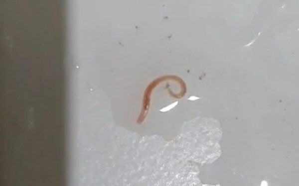 서울시 중구에 사는 김모씨가 지난 19일 오후 11시쯤 자택 욕실 바닥에서 발견한 유충의 모습. /연합뉴스