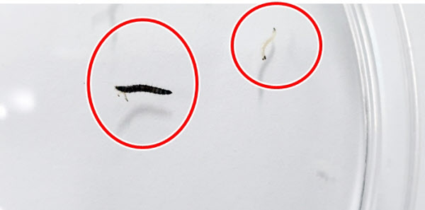 21일 오후 충북 청주의 한 아파트 화장실 바닥에서 유충이 발견됐다. 시는 유충을 채취해 국립생물자원관에 분석을 의뢰했다./청주시 상수도사업본부