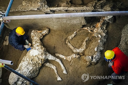 폼페이 유적지서 발굴된 '말(馬) 화석'(폼페이 EPA=연합뉴스) 서기 79년 베수비오 화산폭발로 한순간에 화산재에 묻혔던 이탈리아 나폴리만(灣) 인근의 폼페이 유적지에서 23일(현지시간) 말(馬) 화석 발굴 작업이 진행되고 있다. 이탈리아 안사통신은 24일 고대 로마제국 장군 집으로 추정되는 폼페이 외곽의 한 저택 마구간 부지에서 실물 골격의 말 한 마리와 2~3마리의 말 뼈가 발굴됐다고 보도했다. 화석화된 상태로 살아 있을 때의 모습이 보존된 말은 말뚝에 매인 채 목제 안장과 청동 장식품을 달고 있는 것으로 확인됐다. leekm@yna.co.kr