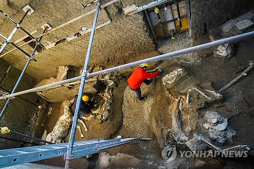 2천년 만에 화석으로 모습 드러낸 폼페이의 말(馬)(폼페이 AP=연합뉴스) 서기 79년 베수비오 화산폭발로 한순간에 화산재에 묻혔던 이탈리아 고대도시 폼페이의 유적지에서 23일(현지시간) 말(馬) 화석 발굴 작업이 진행되고 있다. 이탈리아 안사통신은 24일 고대 로마제국 장군 집으로 추정되는 폼페이 외곽의 한 저택 마구간 부지에서 실물 골격의 말 한 마리와 2~3마리의 말 뼈가 발굴됐다고 보도했다. 화석화 상태로 살아 있을 때의 모습이 보존된 말은 말뚝에 매인 채 목제 안장과 청동 장식품을 달고 있는 것으로 확인됐다. leekm@yna.co.kr