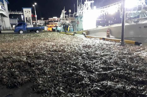 2018년 12월 버려진 기장 멸치[멸치잡이 어선 S호 선주 제공]