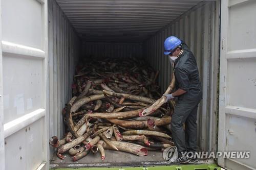 말레이시아 당국이 압수한 아프리카 코끼리 상아 [EPA=연합뉴스]