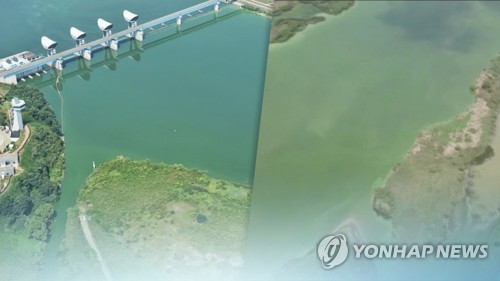 4대강 보 '녹조 곤죽'…수문 개방 요구 잇따라 (CG)[연합뉴스TV 제공]