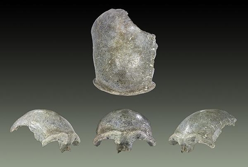 약 3만5천년 전 호모 사피엔스 유해로 밝혀진 '몽골원인' 두개골 화석[모드 달렘, 프랑스 툴루즈 박물관 제공]