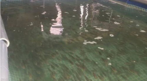 수돗물이 담긴 수조에서 헤엄치는 자주복[NHK 캡처]