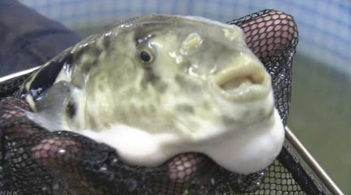 민물로 양식한 복어[NHK 캡처]