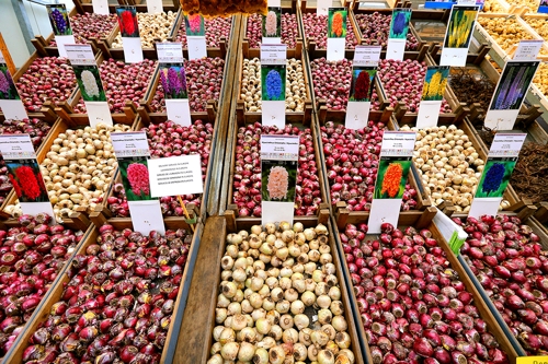 판매용 알뿌리에는 미래에 필 꽃의 사진이 꽂혀 있다. [사진/조보희 기자]