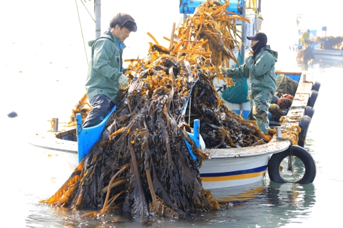 미역 채취하는 완도 어민들[완도군]