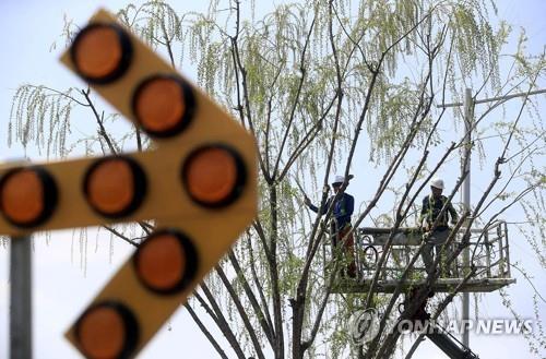 꽃가루를 예방하기 위해 가지치기 작업을 하는 모습[연합뉴스 자료사진]