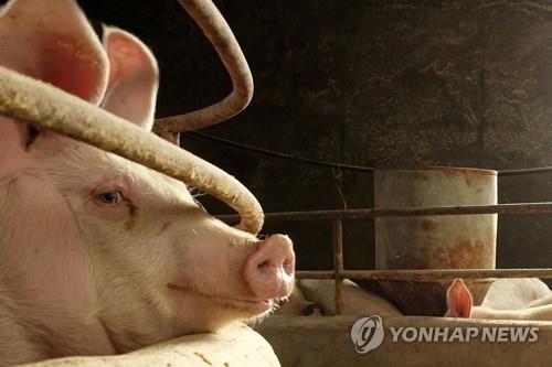 중국 랴오닝성의 돼지 농가 [로이터=연합뉴스 자료사진]