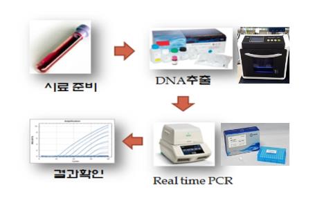 아프리카돼지열병 유전자 진단법(항원 검사) 절차[농림축산검역본부 제공]