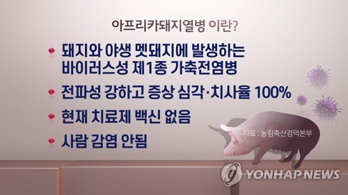 아프리카돼지열병이란 (CG)[연합뉴스TV 제공]