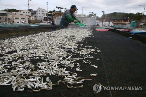 해풍에 말리는 멸치(포항=연합뉴스) 손대성 기자 = 11일 오전 경북 포항시 북구 여남동 작업장에서 어업인들이 삶은 멸치를 덕장에 널어 해풍에 말리고 있다. 어업인들은 4월부터 12월까지 멸치를 잡아서 말린다. 2019.4.11 sds123@yna.co.kr