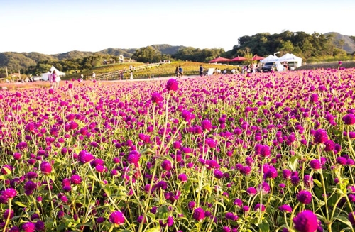 양주 나리공원에 만개한 천일홍[양주시 제공. 재판매 및 DB 금지]