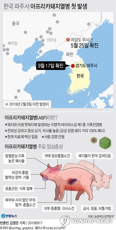 [그래픽] 한국 파주서 아프리카돼지열병 첫 발생(서울=연합뉴스) 김영은 기자 = 농림축산식품부는 16일 경기도 파주시의 한 양돈농장에서 아프리카돼지열병이 발생했다고 17일 발표했다. 0eun@yna.co.kr