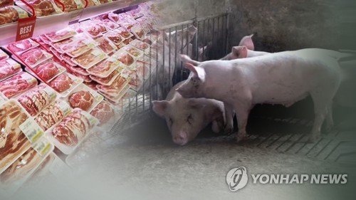 전국 돼지 도축 재개[연합뉴스TV 제공]