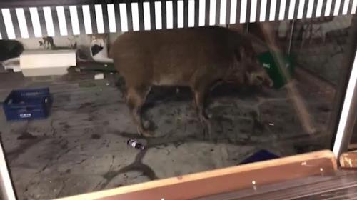 오피스텔에 출현한 멧돼지[경기도소방재난본부 제공. 재판매 및 DB 금지]